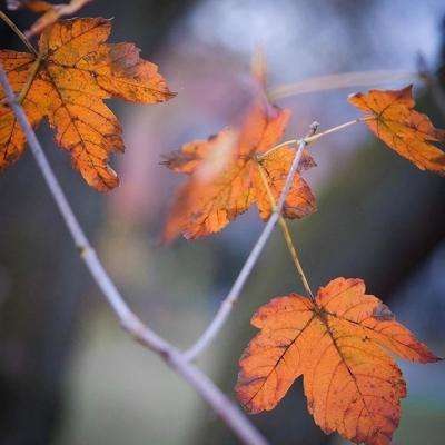 乐宝体育官网登录入口下载手机版截图